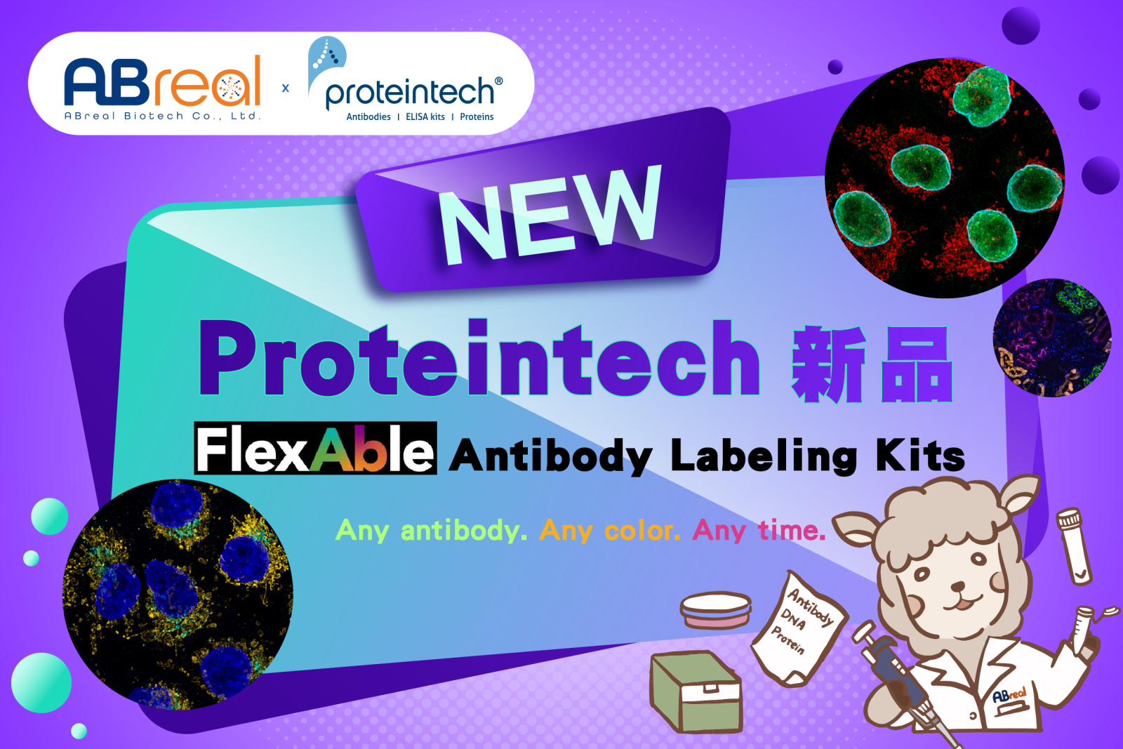 【Proteintech】螢光標記 FlexAble Antibody Labeling Kits